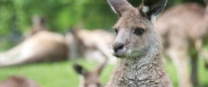 easterngreykangaroo1-1500x630
